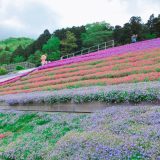 ヤマサ蒲鉾の芝桜は子供連れでも行ける？開花状況はFBでチェック☆